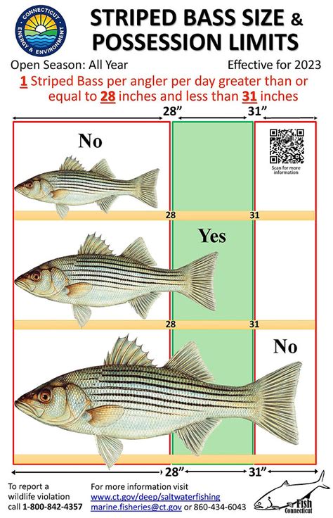 Striped Bass Size & Possession Limits