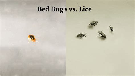 Bed Bugs vs. Lice: What You Need To Know - The Pest Rangers