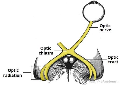 The Optic Nerve - Visual Pathway - Chiasm - Tract - TeachMeAnatomy