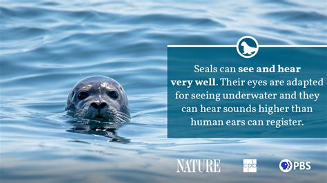 Seal Fact Sheet | Blog | Nature | PBS