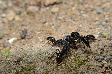 Black Garden Ant Activity. Also Known As The Common Black Ant. These ...