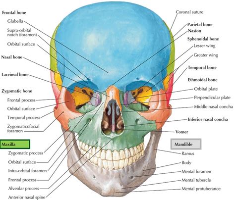 Mandible jaw bone anatomy, parts, function & mandible dislocation