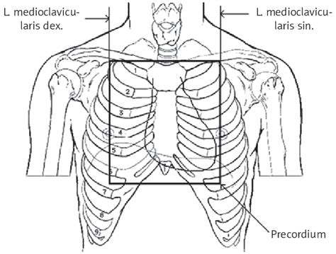 Precordium