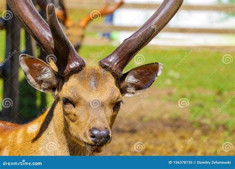 Spotted Deer Fawn with Velvet Antlers Portrait Stock Image - Image of ...