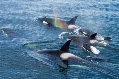 North America, USA, Alaska, Frederick Sound, Orca, Orcinus orca, pod ...