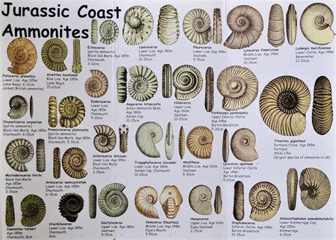 Fossil Identification Guide Uk