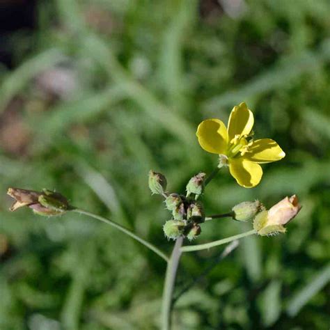 Wild Italian Arugula Seeds | Terroir Seeds