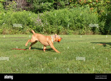 Fox red Labrador retriever puppy returning with an orange training ...