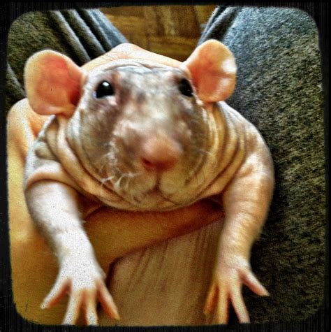 Barnabe the hairless rat! He is FANTASTIC! I needs him :) | Cute rats ...