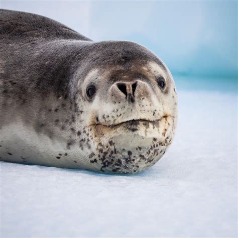 Leopard seal | Leopard seal, Sea lion, Animals