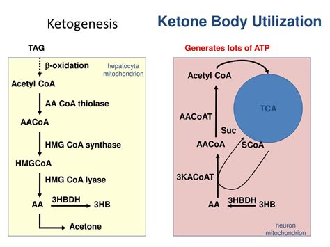 PPT - KETONE BODY METABOLISM PowerPoint Presentation, free download ...