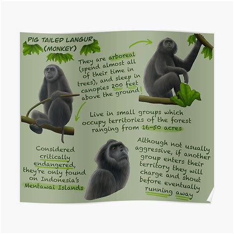 "Monkey (Pig Tailed Langur) Fun Facts" Poster for Sale by ...