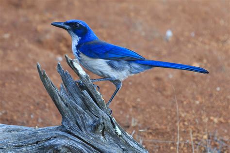 Birds - Channel Islands National Park (U.S. National Park Service)