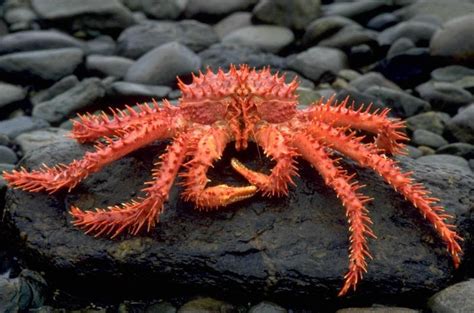 King Crab | Animal Wildlife