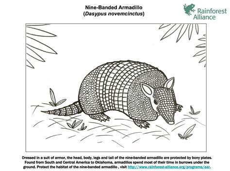 Nine-Banded Armadillo Coloring Page | Rainforest Alliance