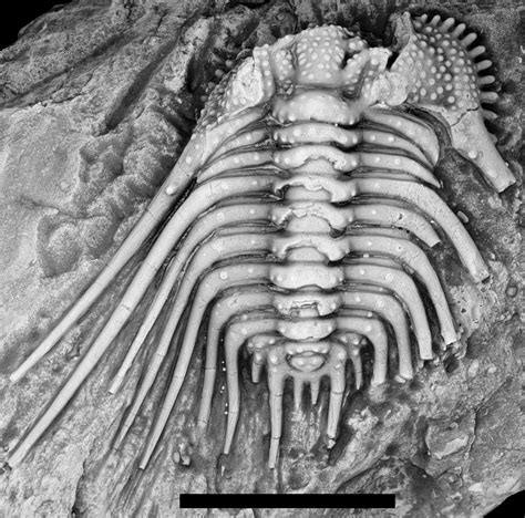 Late Devonian Extinctions