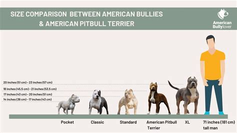 American Bully vs. Pitbull: Breed Comparison - American Bully Lover