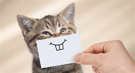 Do Cats Smile? ...And How To Spot A Happy Cat!