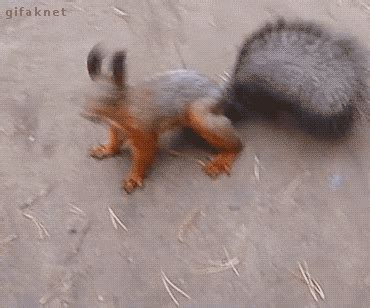 Squirrel GIFs - Get the best GIF on GIPHY