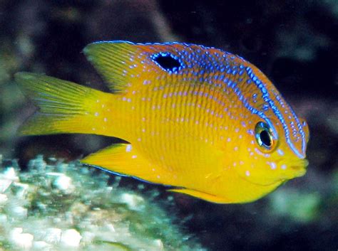 Longfin Damselfish - Stegastes diencaeus - Grand Cayman - Photo 3 ...