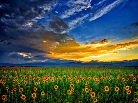 sunflower field wallpaper 32396 | Field wallpaper, Sunflower fields ...