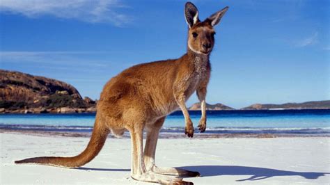 10 Awesome Kangaroo Facts You Never Knew