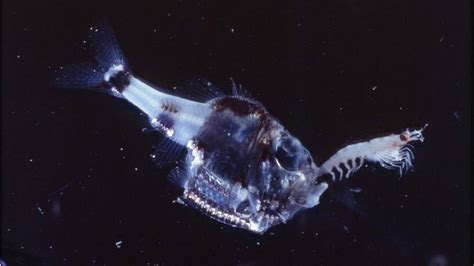 Fish evolved bioluminescence 27 times | Science | AAAS