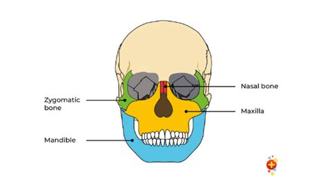 Maxilla and zygoma injuries - Don't Forget the Bubbles