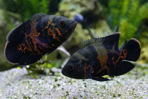 Oscar Fish Breeding Guide (Answers to Common Questions) - Avid Aquarist