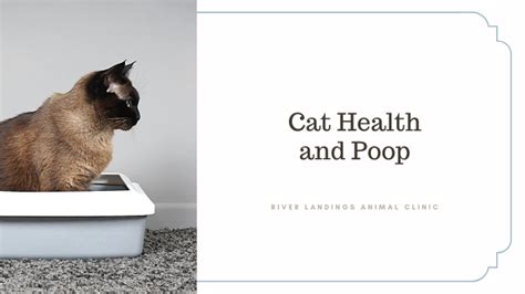 Let's talk about cat poop! — River Landings Animal Clinic in Bradenton ...