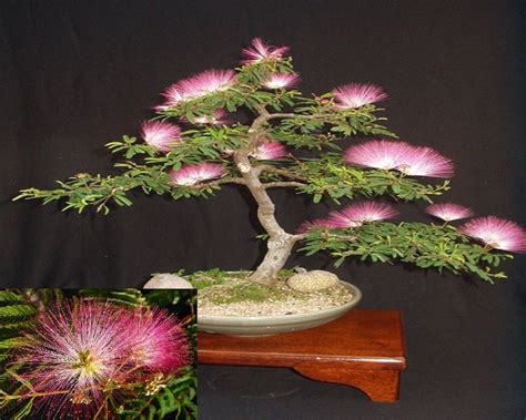 Albizia Julibrissin Mimosa Bonsai * Persian Pink Silk Tree * Seeds ...