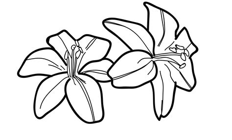 Lily Flower Drawing Pictures at GetDrawings | Free download