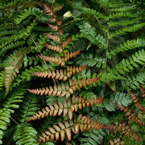 Best Fern Varieties - Sunset Magazine