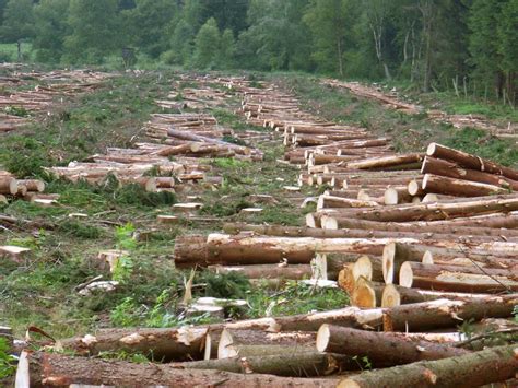 Trees cut down in the streets of Sonjhuri – CPI(M)