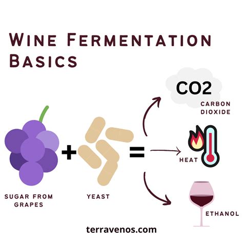 How Long to Ferment Wine: A Guide to Understanding Fermentation Time