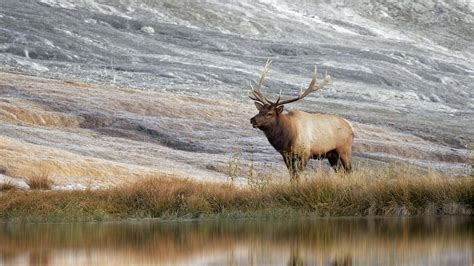 From Elk to Bison, Wyoming is the Place to Watch Wildlife.