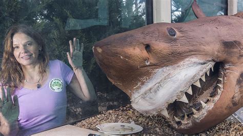 Preserved great white shark moved from abandoned Gippsland wildlife ...