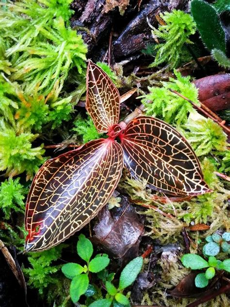 Jewel Orchid, Orchids, Plants, Quick, Rare Plants, Orchid Types, Plant ...