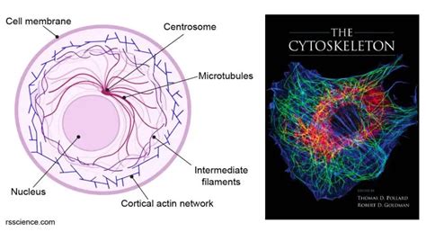 Cytoskeleton - the muscle and the bone of a cell - definition ...