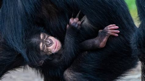 Por qué este chimpancé bebé es un símbolo de esperanza para toda su ...