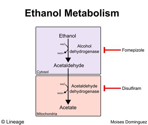 Ethanol Metabolism - Biochemistry - Medbullets Step 1