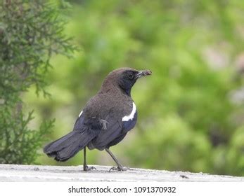 785 Birds Eat Ants Images, Stock Photos & Vectors | Shutterstock