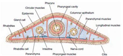 Class Turbellaria - Zoology Phyla