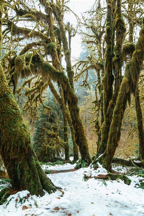 How to Visit The Hoh Rainforest In Olympic National Park - The Mandagies