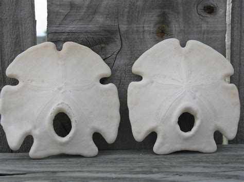 Rustic Mexican Keyhole Sand Dollar Loose Sea Shell and Sea