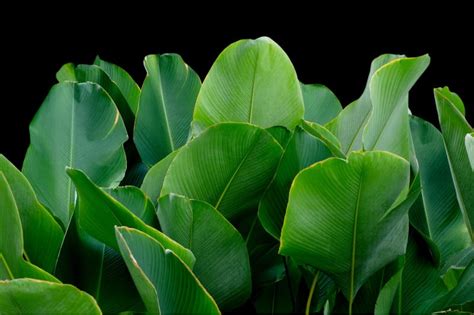 Stunning Varieties of Calathea Lutea for Your Garden | Plantly