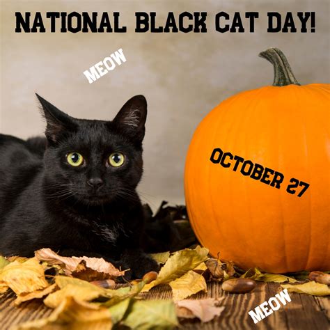 FACTS about National Black Cat Day: History and Celebrations | KnowInsiders