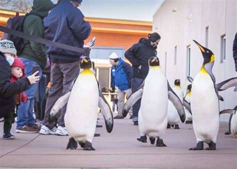 Kansas City Zoo features Penguin March through February