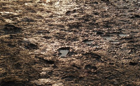 Free Ground texture (mud, dirt, puddle) | Texture, Mud, Dirt