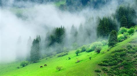 Forest Road Hd Wallpaper Forest Wallpaper Green Nature Wallpaper | The ...